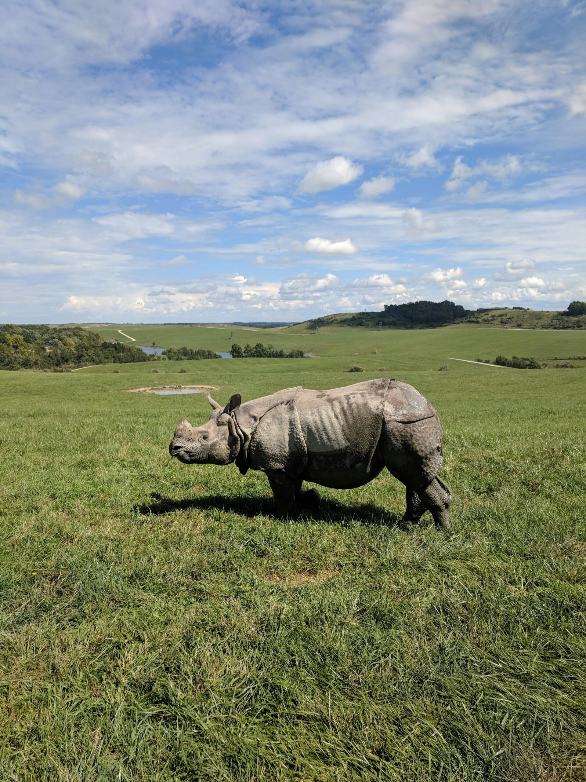 A majestic Indian rhinoceros grazing in a lush green field under a vibrant blue sky.