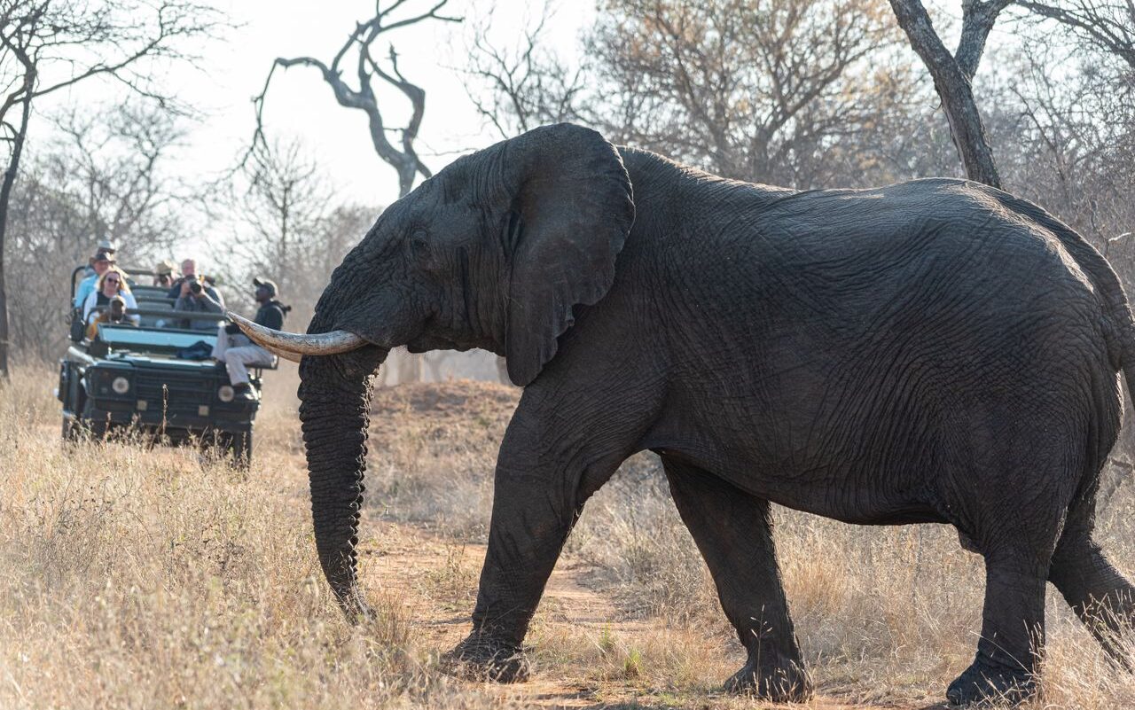 Close-up of an African elephant and tourists on a safari in the African savanna.