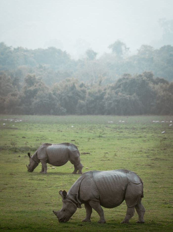 Indian rhinoceroses grazing in Kaziranga National Park, Assam, India during a misty day.